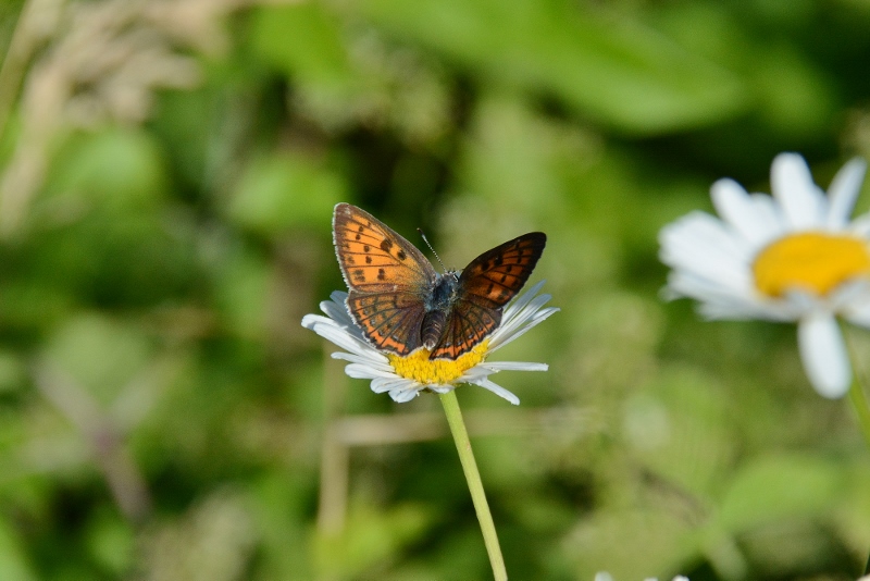 Lycaena alciphron? S